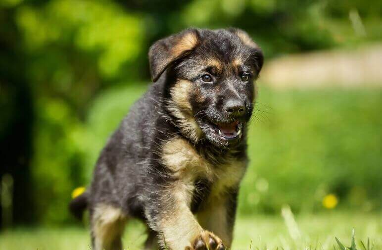 Training and Care Tips for Your 6 Week Old German Shepherd