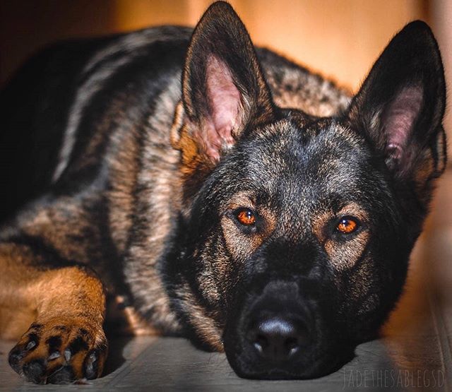 German Shepherd Eyes: Understanding the Range of Colors