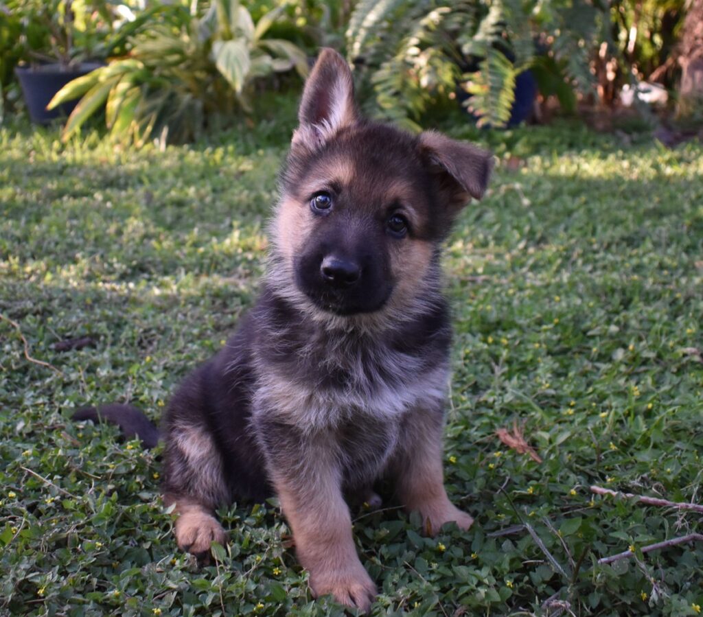 Guidelines for a 7-Week-Old German Shepherd Puppy