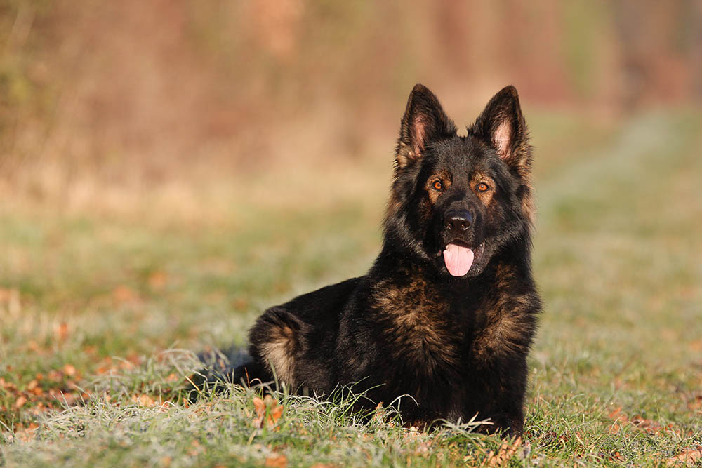 What Are Different Breeds Or Types of German Shepherd