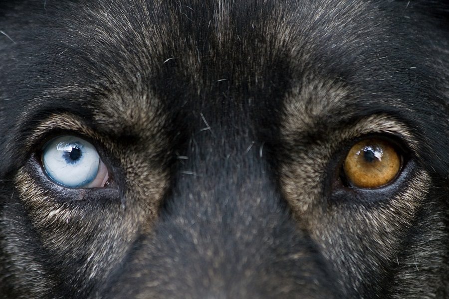 German Shepherd Eyes: Understanding the Range of Colors