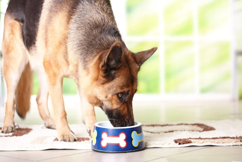 Are German Shepherds Picky Eaters? Feeding Guidelines