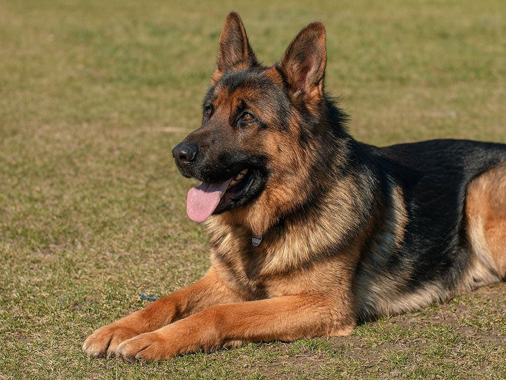 Unlocking the Mystery: Why German Shepherds Breathe Faster Than Other Breeds