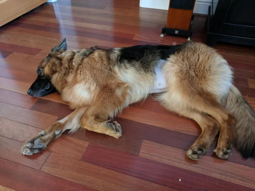 When To Spay German Shepherd