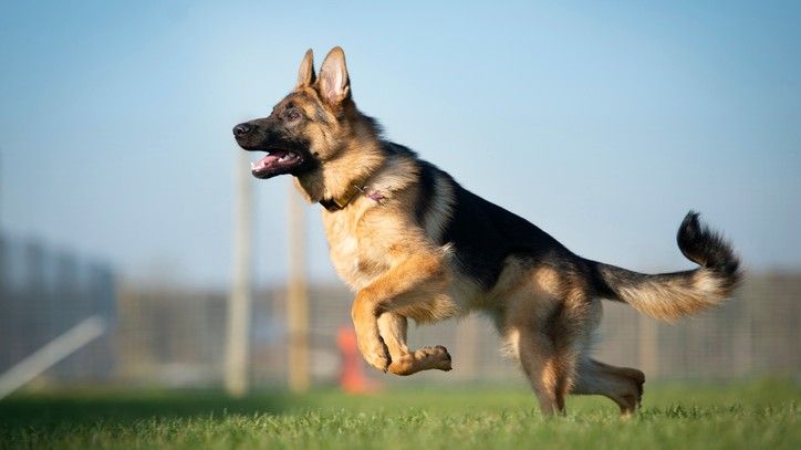 How to Handle Your German Shepherd's Strong Prey Drive?