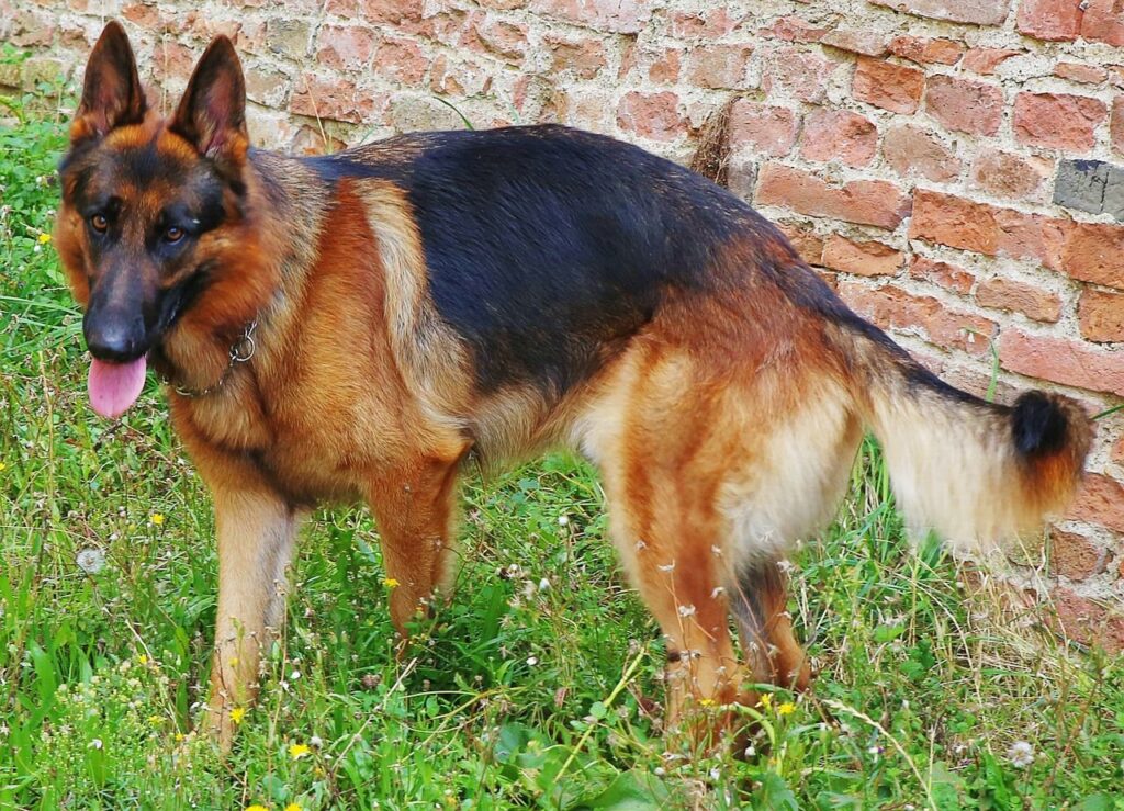 What Are Different Breeds Or Types of German Shepherd