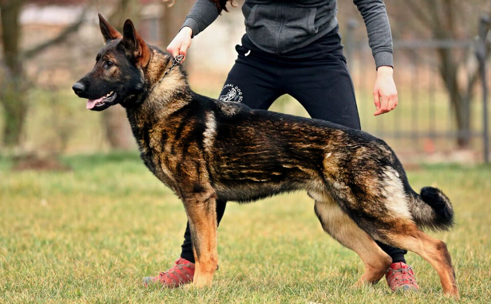 What Are Different Breeds Or Types of German Shepherd