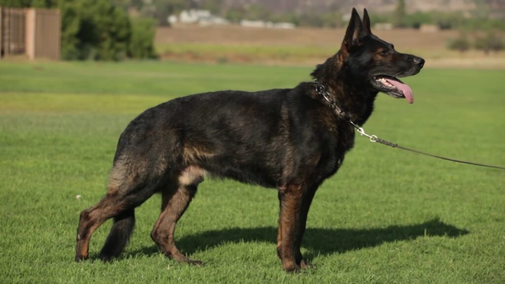 What Are Different Breeds Or Types of German Shepherd