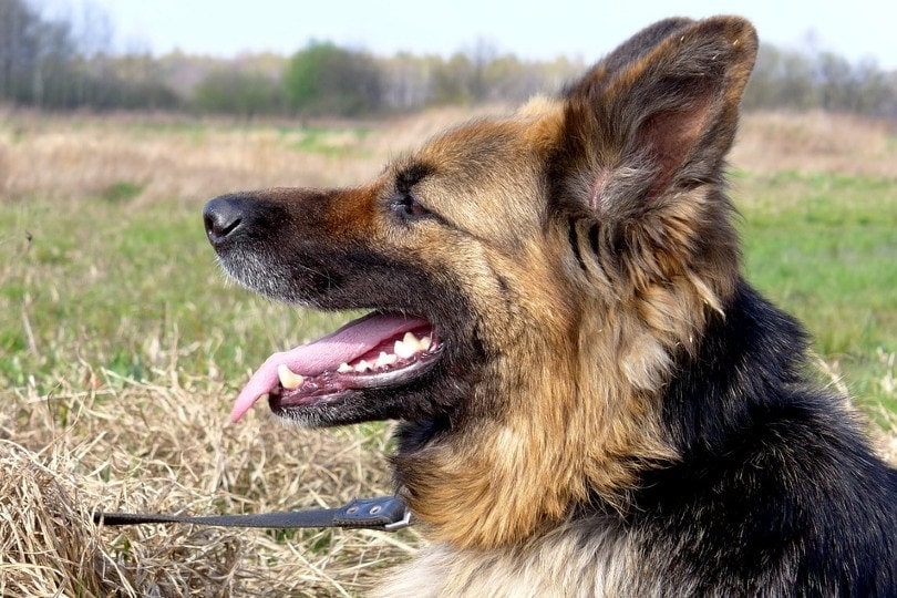 German Shepherd Drool: Tips for Managing Your Slobbery Pup