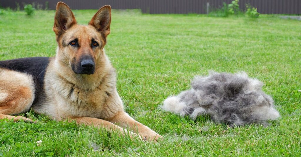 Do German Shepherds Shed a Lot? Tips to Reduce Fur Flying