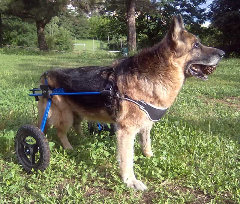 How can I prevent hip dysplasia in my German Shepherd?