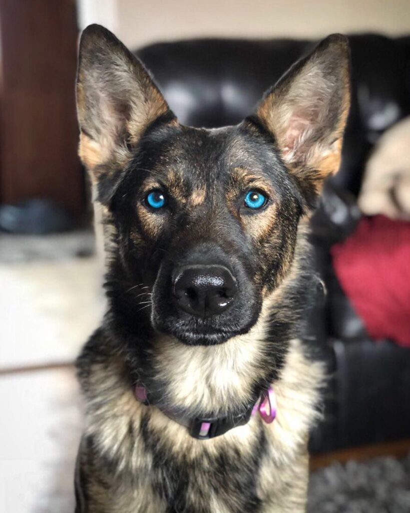 German Shepherd Eyes: Understanding the Range of Colors