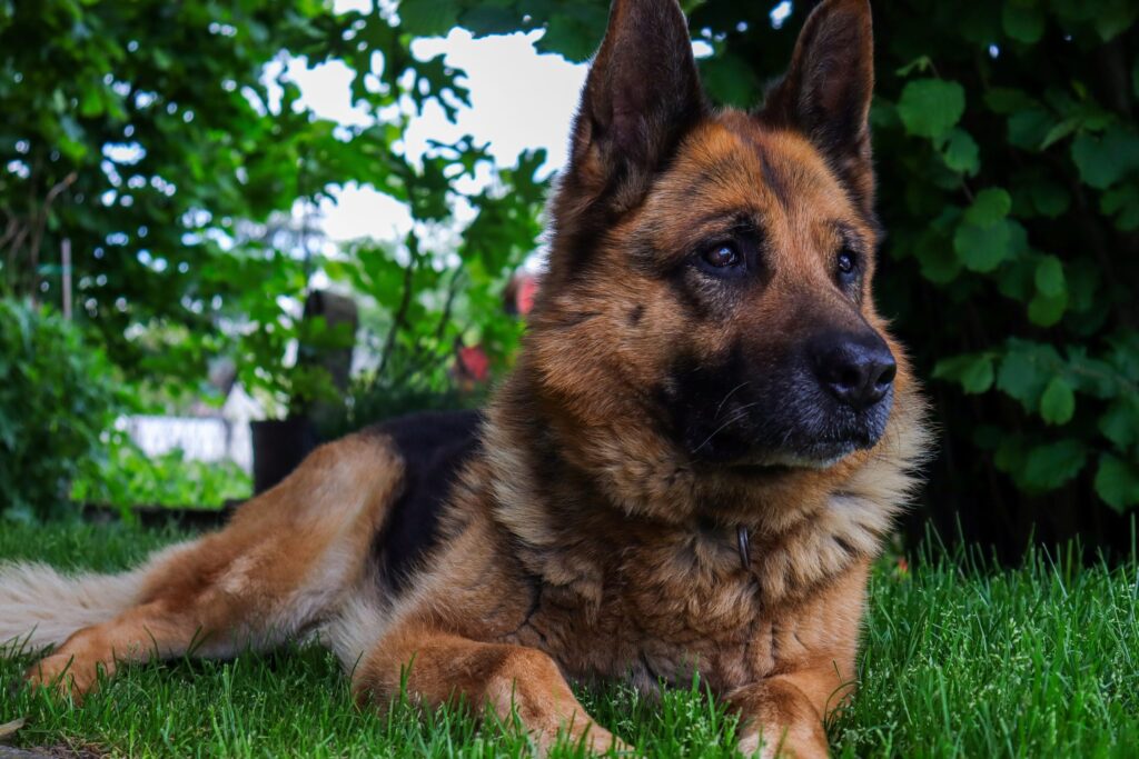 German Shepherd Lifespan: How Long Do They Live?