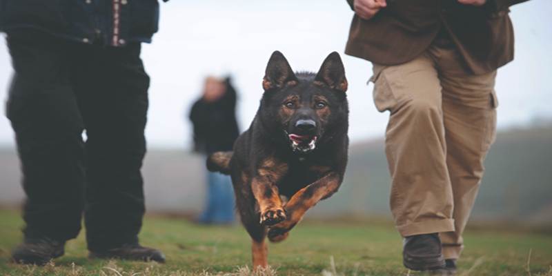 Why Are German Shepherds Police Dogs?