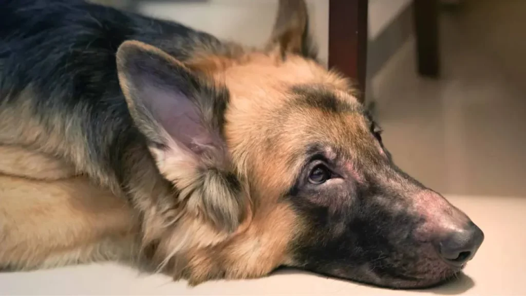 Unlocking the Mystery: Why German Shepherds Breathe Faster Than Other Breeds