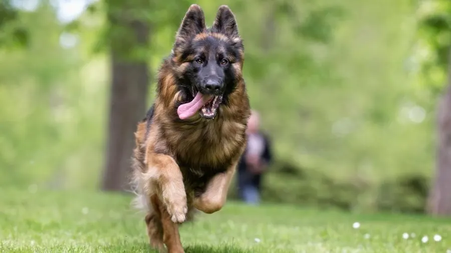 How Fast Can German Shepherds Really Run??