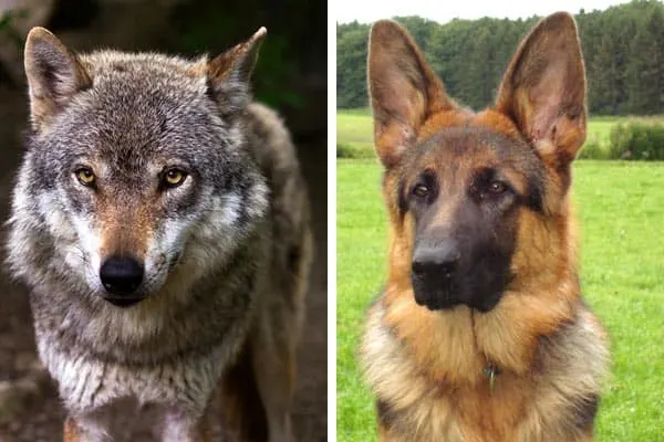 Why Do German Shepherds Look Like Wolves?