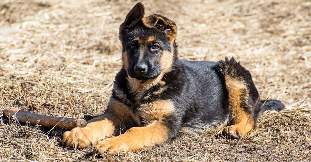 When Do German Shepherd Puppies' Ears Stand Up? 