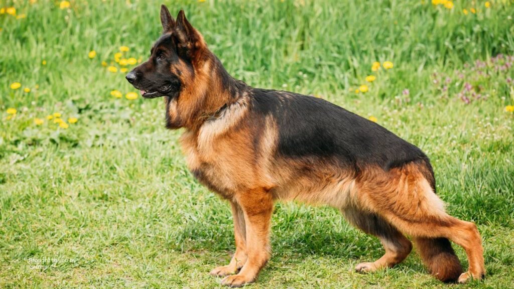 How To Make a German Shepherd Back Legs Stronger?