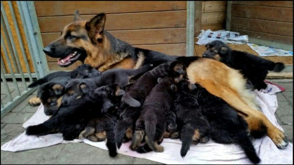 How Many Puppies a German Shepherd Can Have?