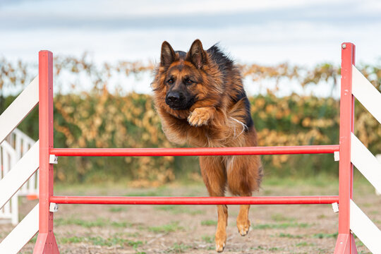 How High Can German Shepherds Jump?  (Facts and Factors)