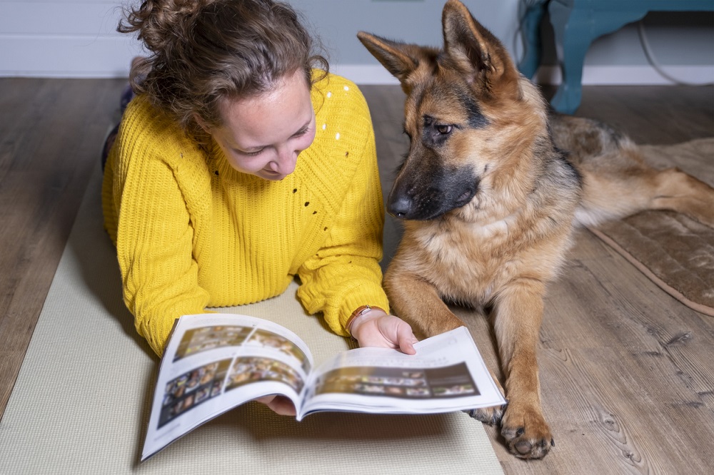 How Smart is Your German Shepherd Dog?