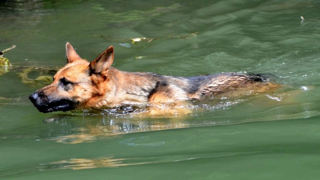 Can German Shepherds Swim? What Every GSD Owner Should Know