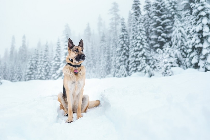 GSD in Winter: How Much Cold German Shepherd Can Handle?