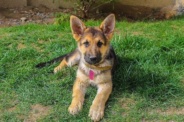 Tips for House Training a German Shepherd Puppy