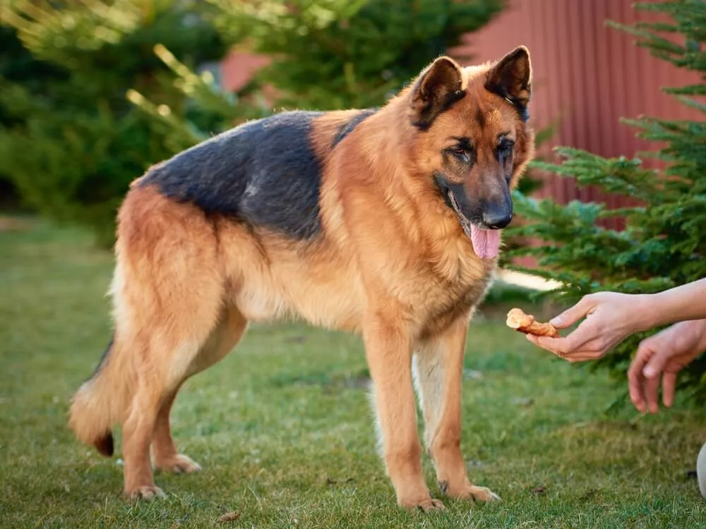 What Can German Shepherds NOT Eat? Keep Your GSD SafeWhat-Can-German-Shepherds-NOT Eat?-Keep-Your-GSD-Safe
