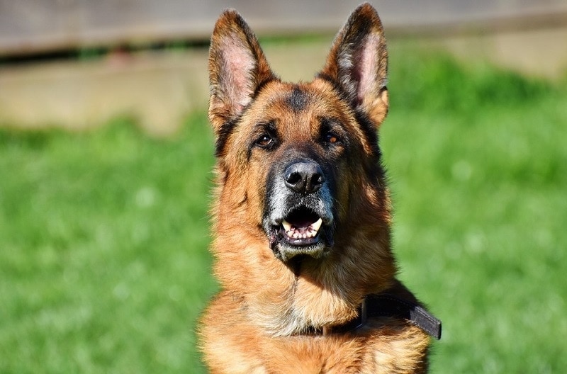 How Much Do Male German Shepherds Weight?