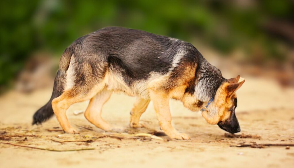 German Shepherd Odor: Tips to Keep Your Dog Smelling Fresh