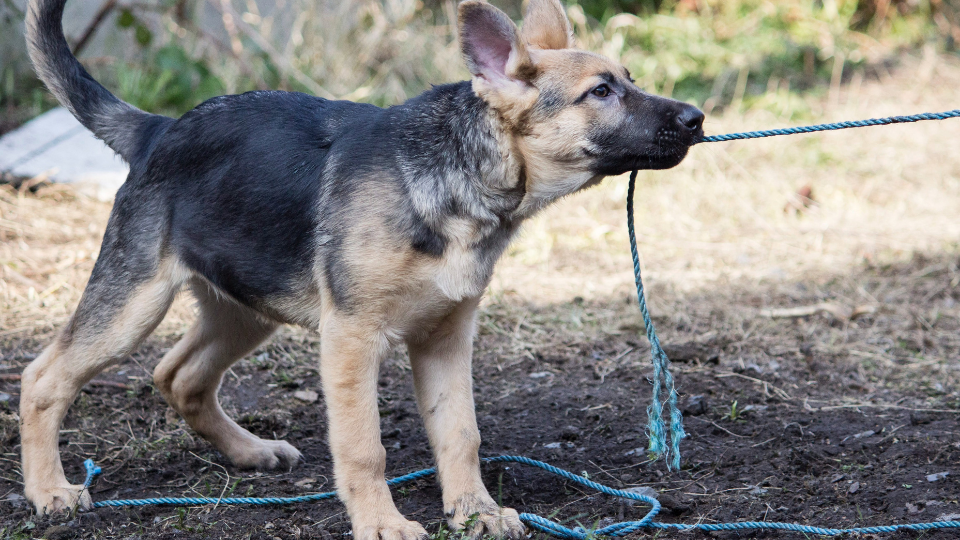 When Do German Shepherds Stop Growing? Average Age and Weight Milestones