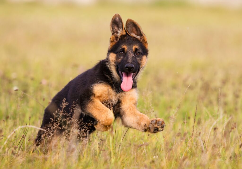 When Do German Shepherds Stop Growing? Average Age and Weight Milestones