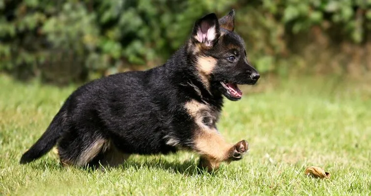 How to Toilet Train a German Shepherd Puppy?
