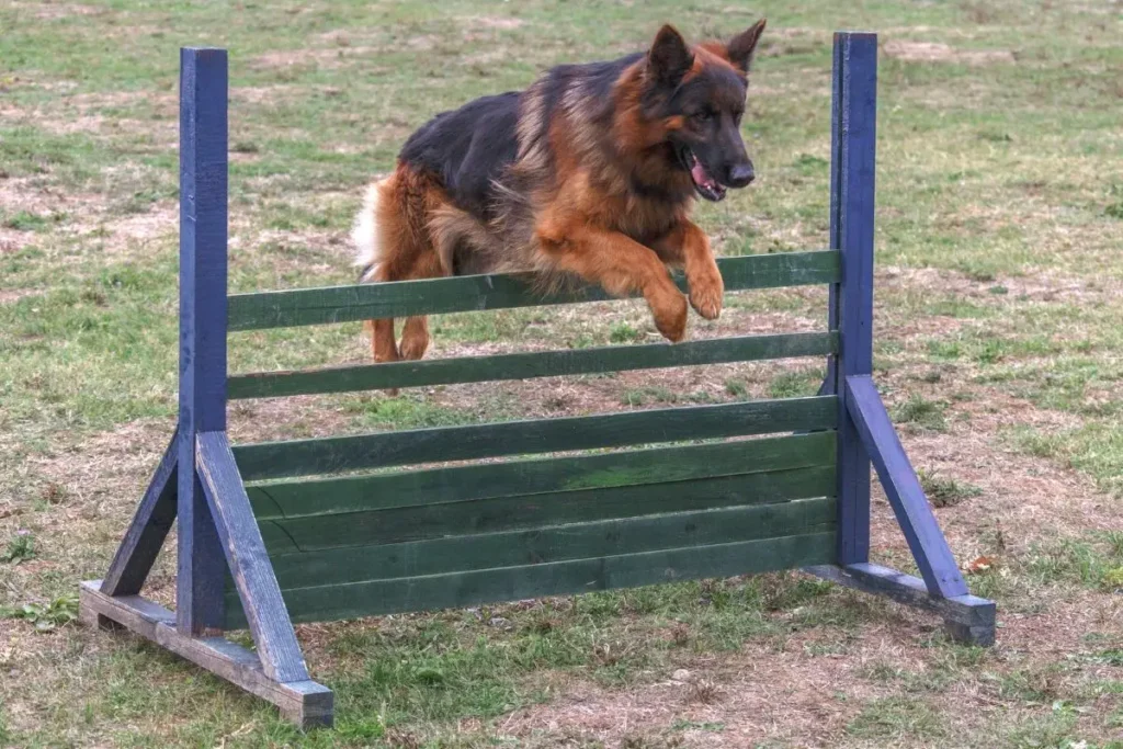 How High Can German Shepherds Jump?