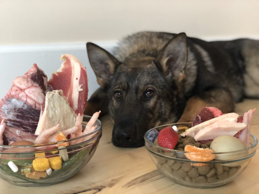 Can German Shepherds Eat Cheese? Understanding the Benefits & Risks 