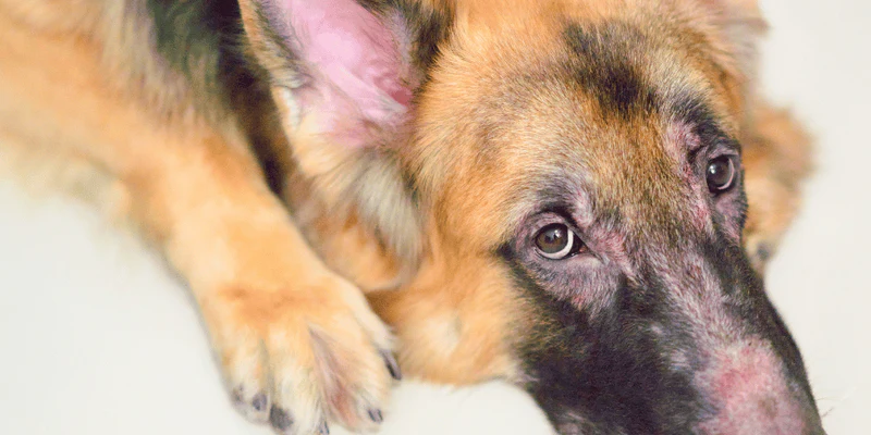 Why is My German Shepherd So Itchy All the Time?
