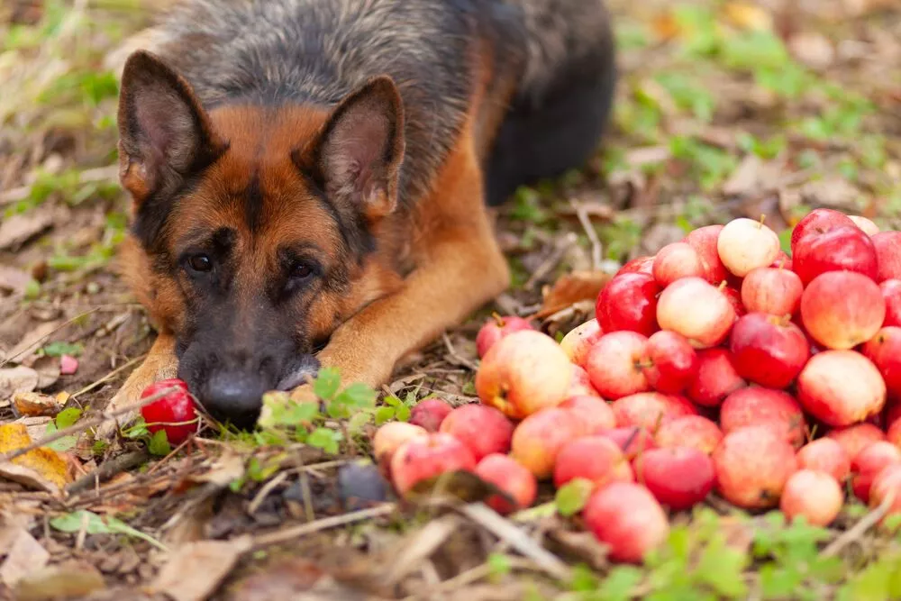 Can German Shepherds Eat Watermelon and Other Fruit?