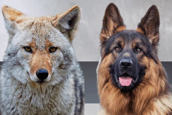 GSD Vs Wolf: Can a German Shepherd Actually Kill a Wolf? 