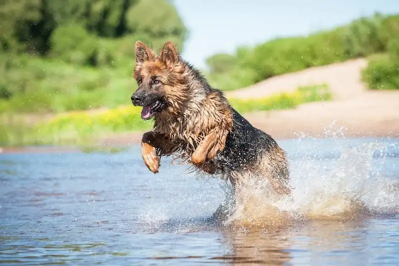 Can German Shepherds Swim? What Every GSD Owner Should Know