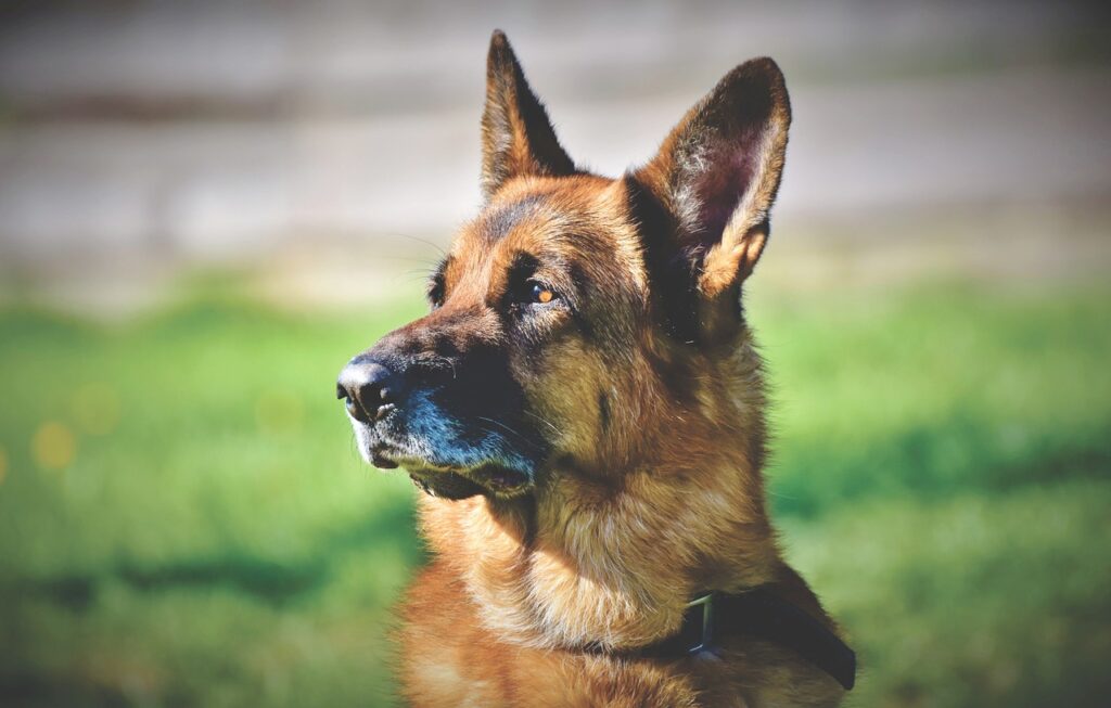 How Smart is Your German Shepherd Dog?