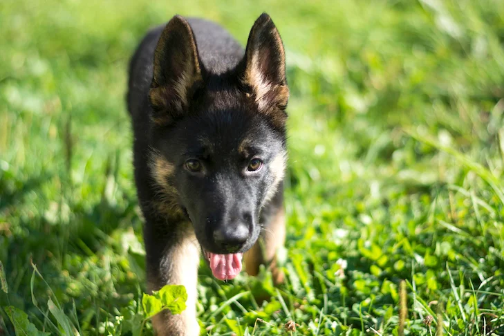 Tips for House Training a German Shepherd Puppy