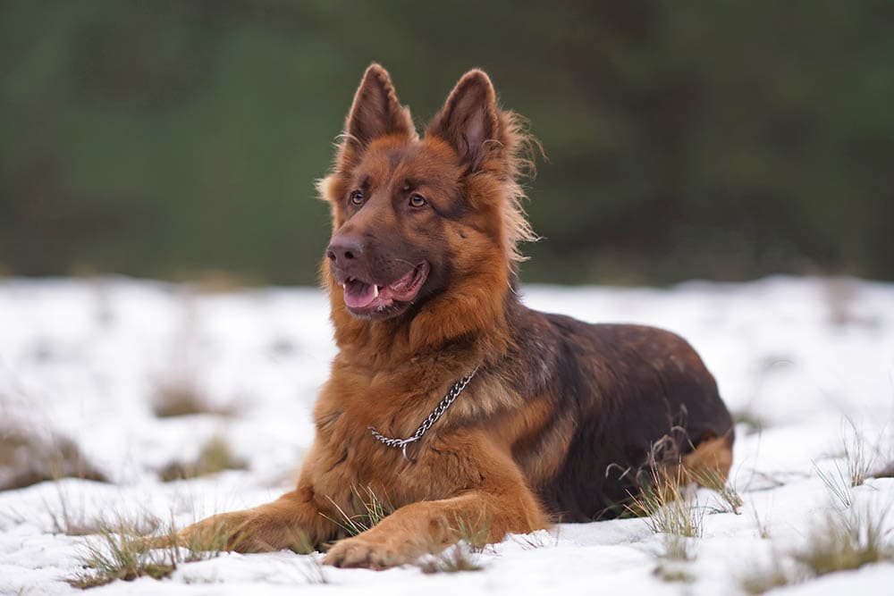 GSD in Winter: How Much Cold German Shepherd Can Handle?
