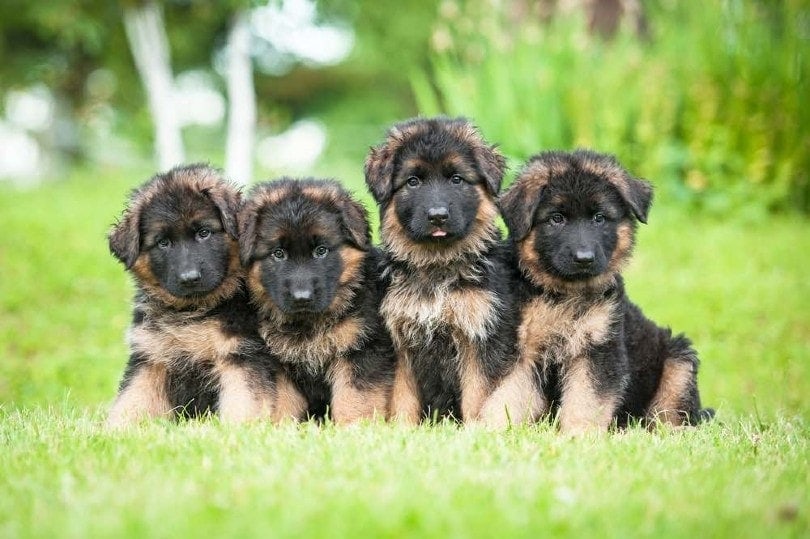 How Many Puppies a German Shepherd Can Have?
