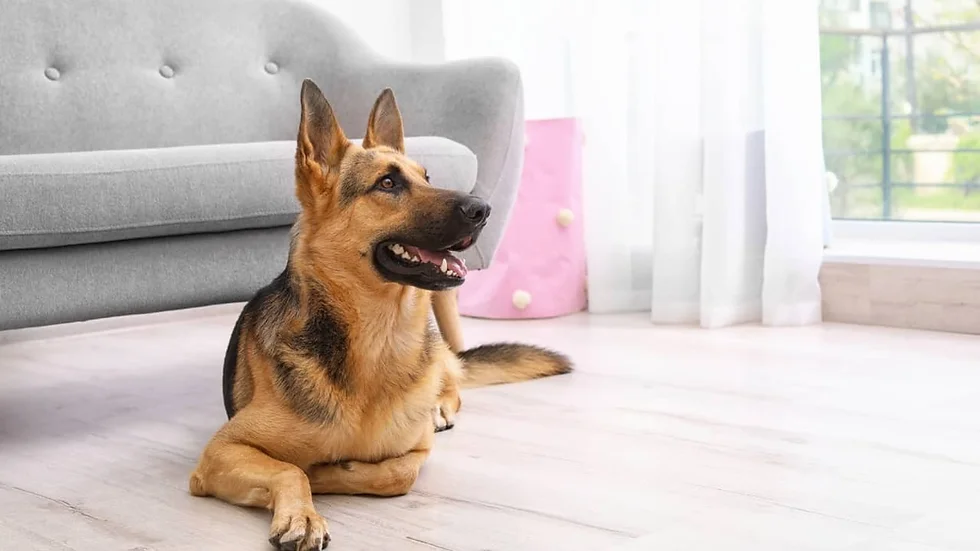 Can a German Shepherd Live in an Apartment?