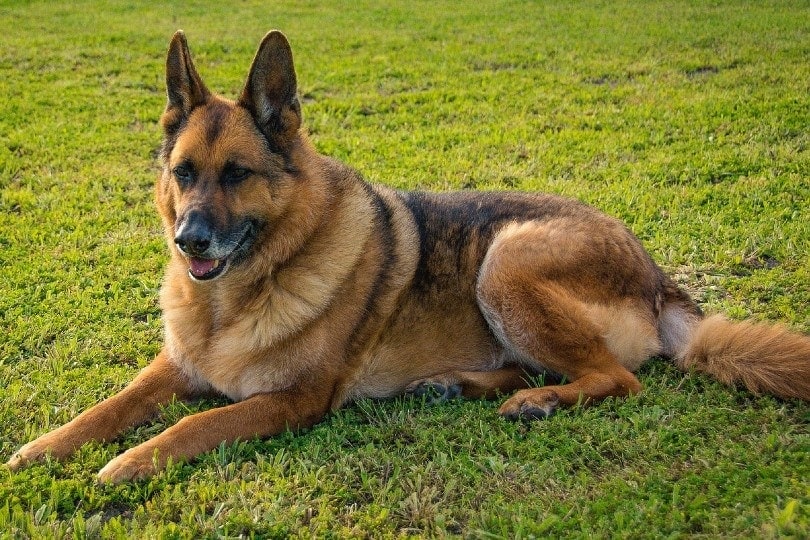 How Much Do Male German Shepherds Weight?
