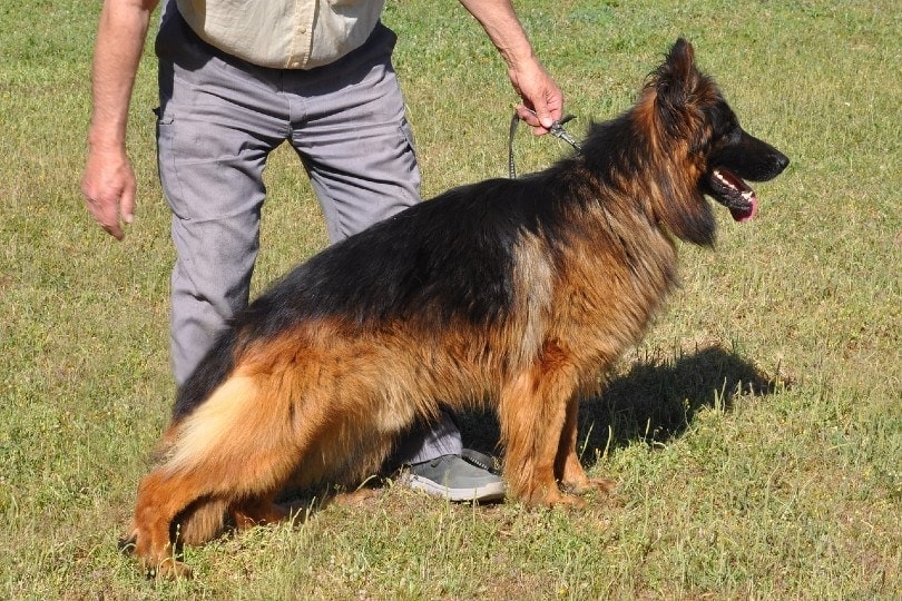 How To Make a German Shepherd Back Legs Stronger?
