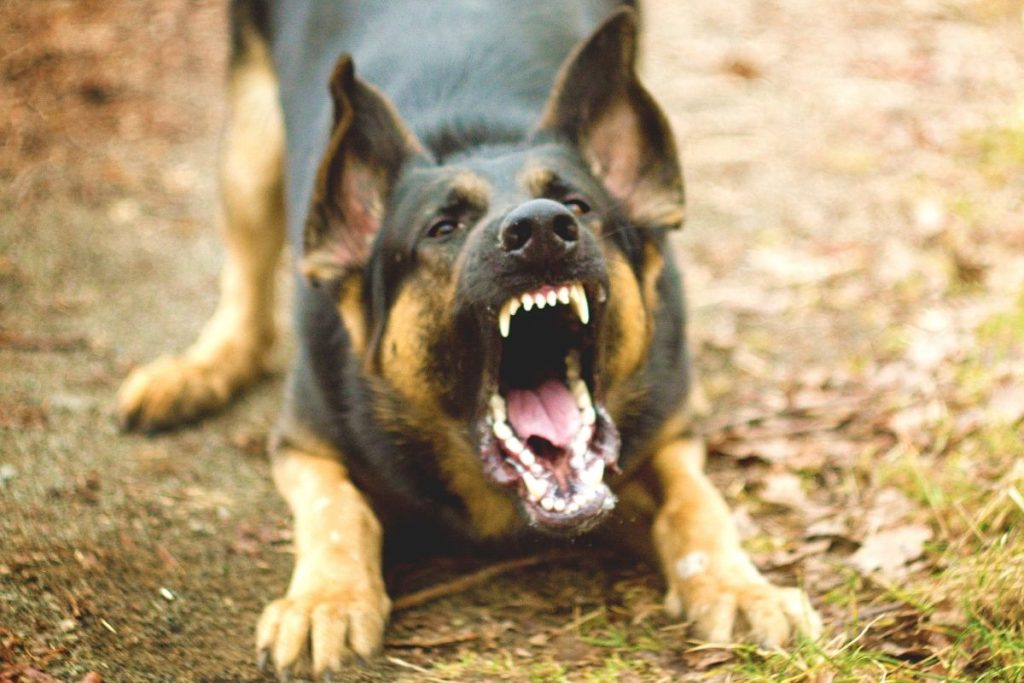 Do German Shepherds Bark a Lot? Tips to Reduce Barking