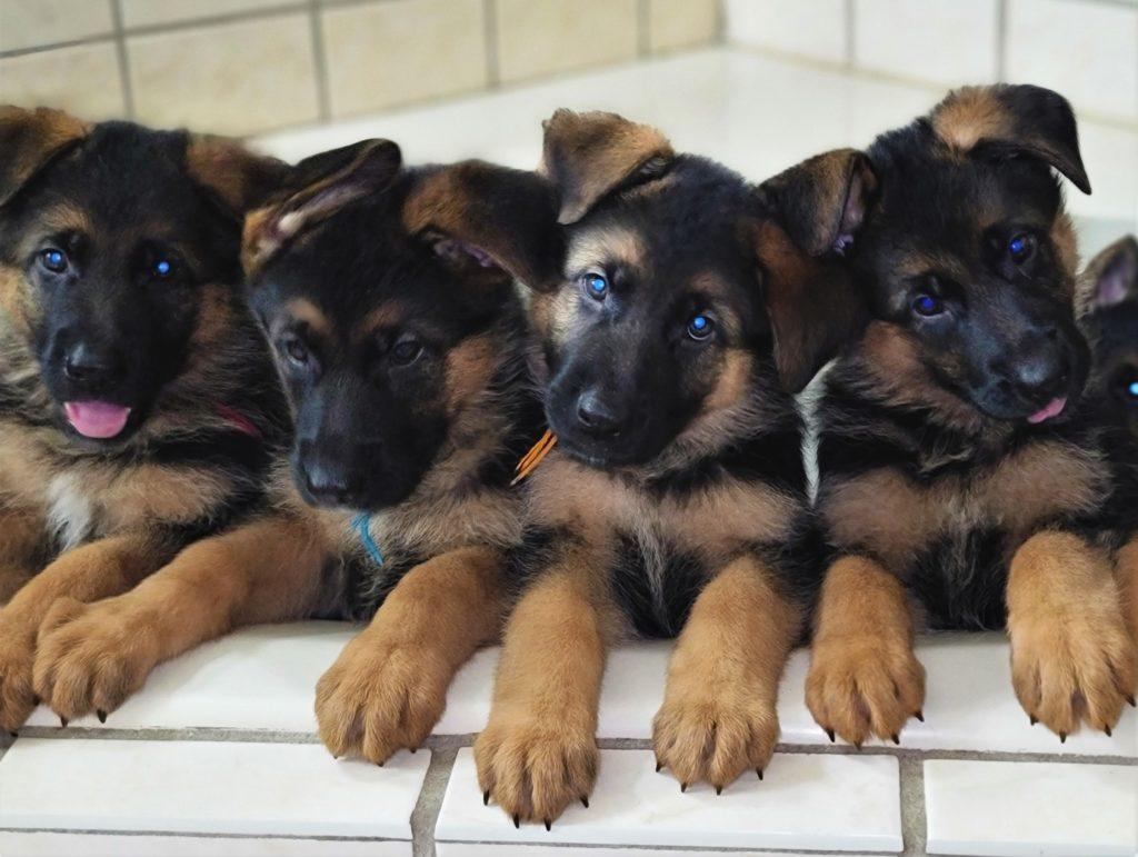 How Many Puppies a German Shepherd Can Have?